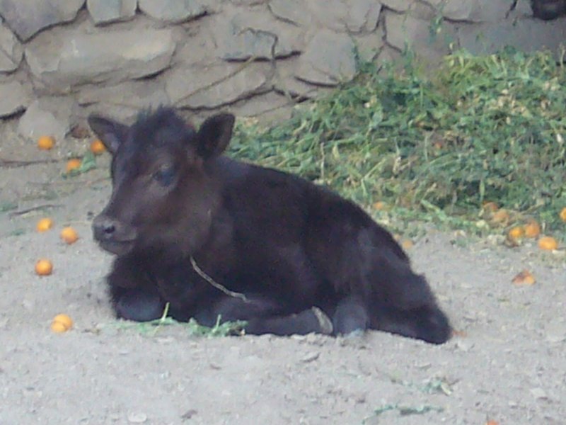 Travel - India - Ladakh - Trip to Alchi - Alchi